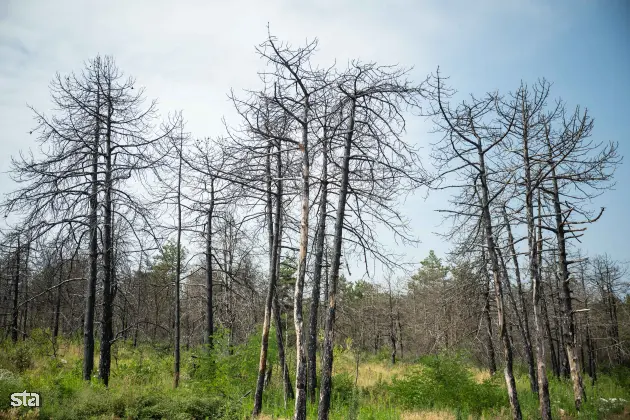 Kras. Stanje na kraških območjih, ki jih je pred dvema letoma prizadel požar. Foto: Boštjan Podlogar/STA