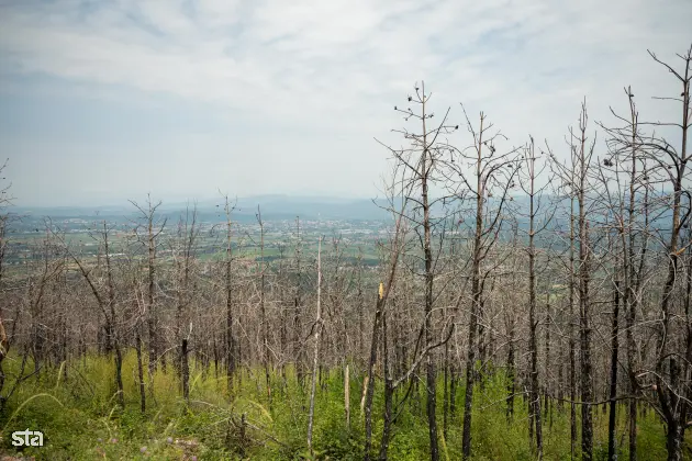 Kras. Stanje na kraških območjih, ki jih je pred dvema letoma prizadel požar. Foto: Boštjan Podlogar/STA