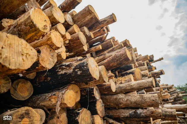 Kras. Stanje na kraških območjih, ki jih je pred dvema letoma prizadel požar. Foto: Boštjan Podlogar/STA