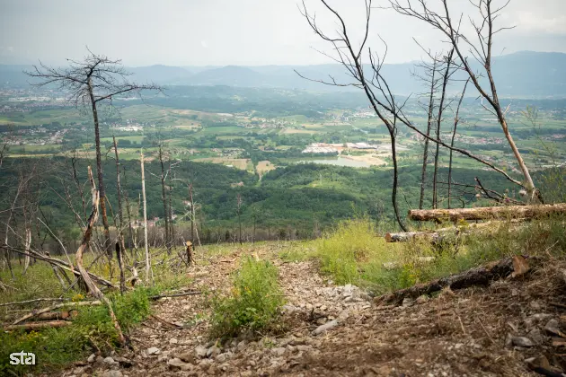 Kras. Stanje na kraških območjih, ki jih je pred dvema letoma prizadel požar. Foto: Boštjan Podlogar/STA