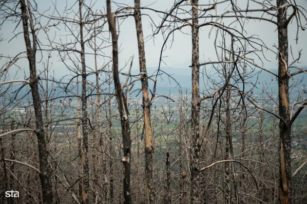 Kras. Stanje na kraških območjih, ki jih je pred dvema letoma prizadel požar. Foto: Boštjan Podlogar/STA