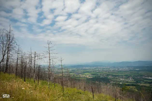 Kras. Stanje na kraških območjih, ki jih je pred dvema letoma prizadel požar. Foto: Boštjan Podlogar/STA