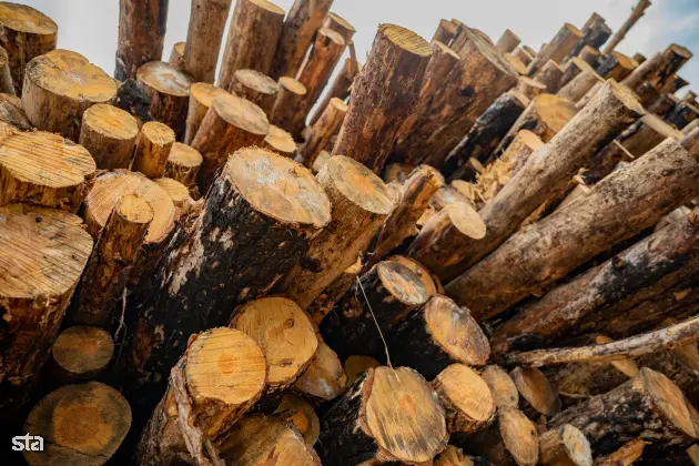Kras. Stanje na kraških območjih, ki jih je pred dvema letoma prizadel požar. Foto: Boštjan Podlogar/STA