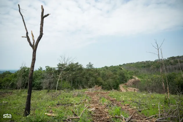 Kras. Stanje na kraških območjih, ki jih je pred dvema letoma prizadel požar. Foto: Boštjan Podlogar/STA