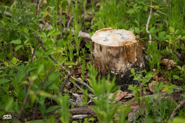 Kras. Stanje na kraških območjih, ki jih je pred dvema letoma prizadel požar. Foto: Boštjan Podlogar/STA