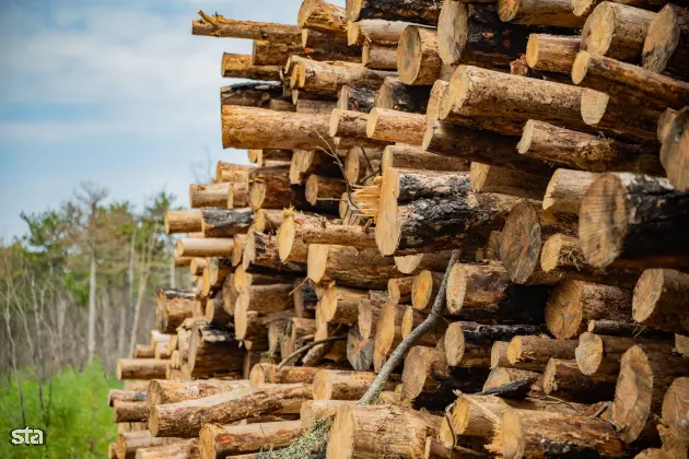 Kras. Stanje na kraških območjih, ki jih je pred dvema letoma prizadel požar. Foto: Boštjan Podlogar/STA