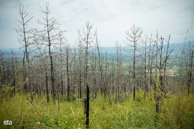 Kras. Stanje na kraških območjih, ki jih je pred dvema letoma prizadel požar. Foto: Boštjan Podlogar/STA