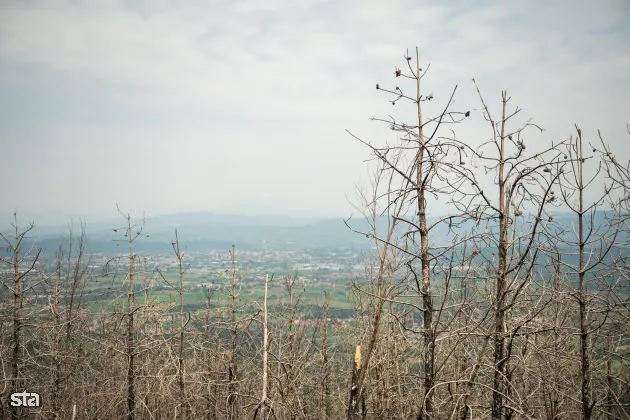 Kras. Stanje na kraških območjih, ki jih je pred dvema letoma prizadel požar. Foto: Boštjan Podlogar/STA