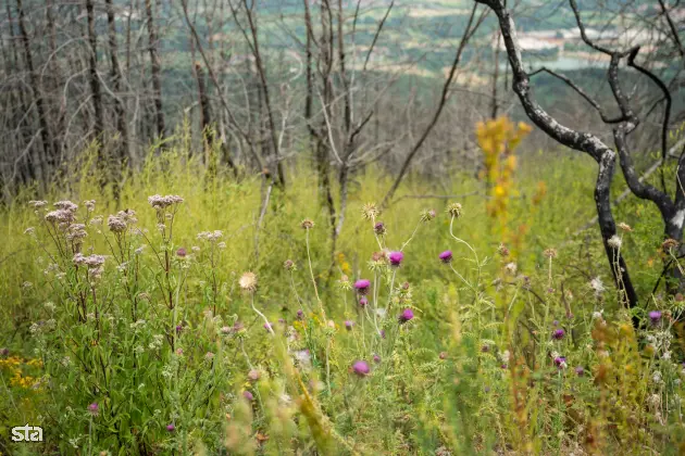 Kras. Stanje na kraških območjih, ki jih je pred dvema letoma prizadel požar. Foto: Boštjan Podlogar/STA