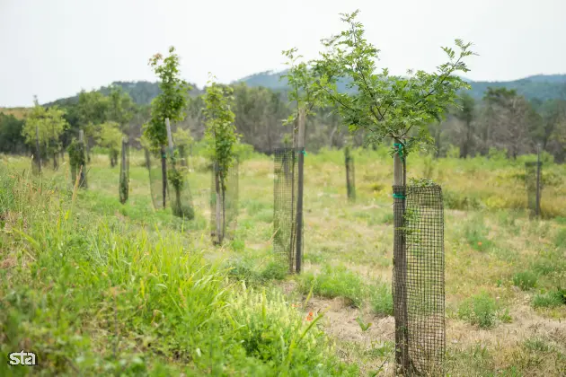 Kras. Stanje na kraških območjih, ki jih je pred dvema letoma prizadel požar. Foto: Boštjan Podlogar/STA