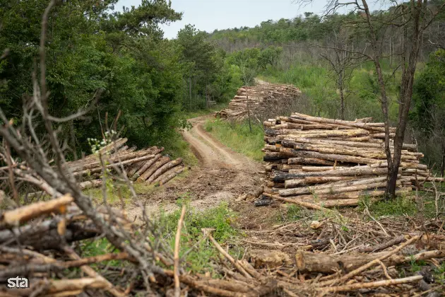 Kras. Stanje na kraških območjih, ki jih je pred dvema letoma prizadel požar. Foto: Boštjan Podlogar/STA