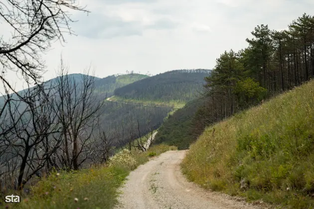Kras. Stanje na kraških območjih, ki jih je pred dvema letoma prizadel požar. Foto: Boštjan Podlogar/STA