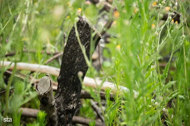 Kras. Stanje na kraških območjih, ki jih je pred dvema letoma prizadel požar. Foto: Boštjan Podlogar/STA