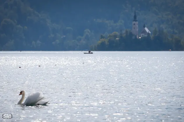 Bled. Bled, Blejski otok, jezero. Foto: Anže Malovrh/STA Arhiv STA